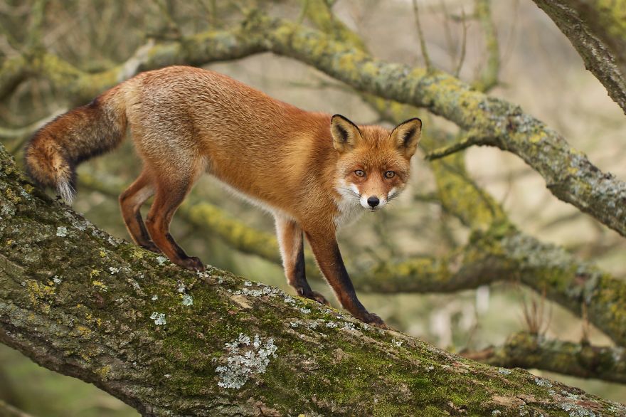 The Dune Foxes Of The Netherlands The Dune Foxes Of The Netherlands