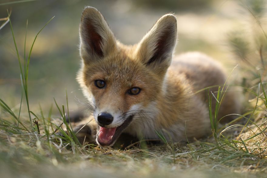 The Dune Foxes Of The Netherlands The Dune Foxes Of The Netherlands