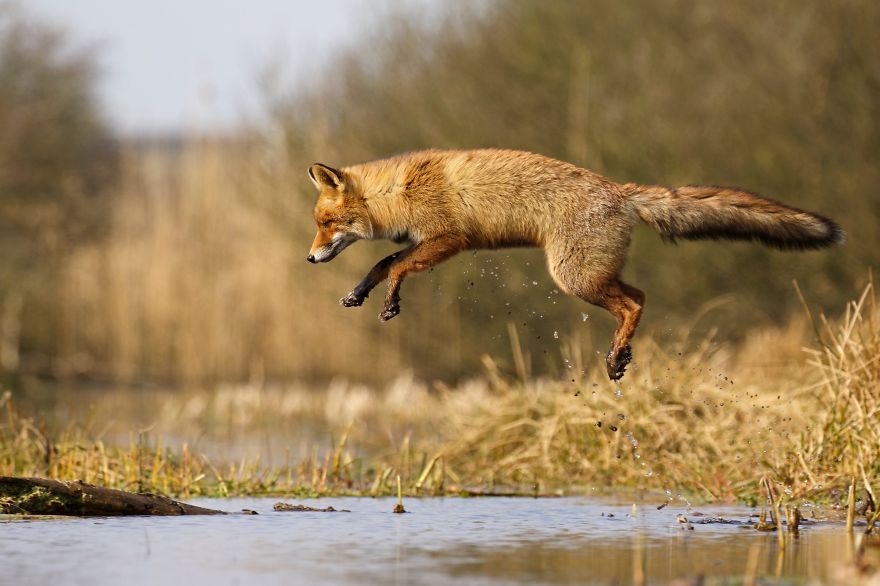 The Dune Foxes Of The Netherlands The Dune Foxes Of The Netherlands