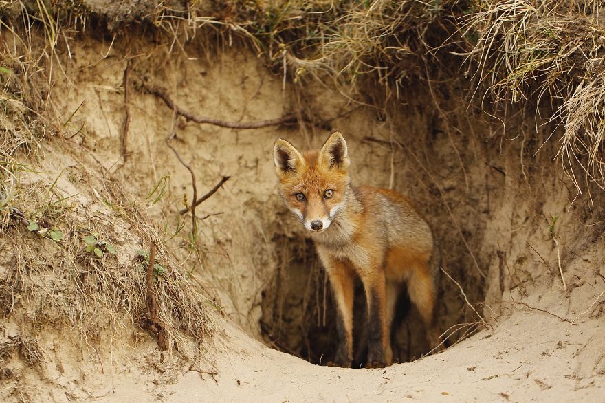 The Dune Foxes Of The Netherlands The Dune Foxes Of The Netherlands