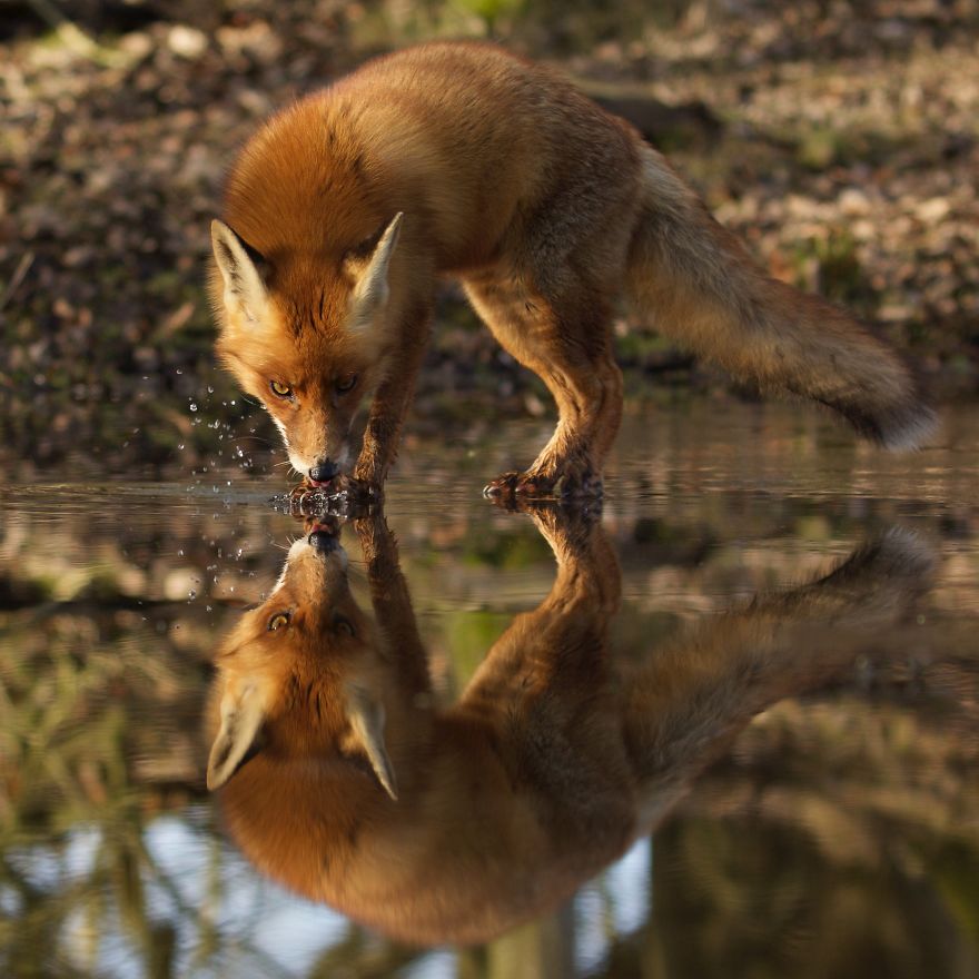 The Dune Foxes Of The Netherlands The Dune Foxes Of The Netherlands