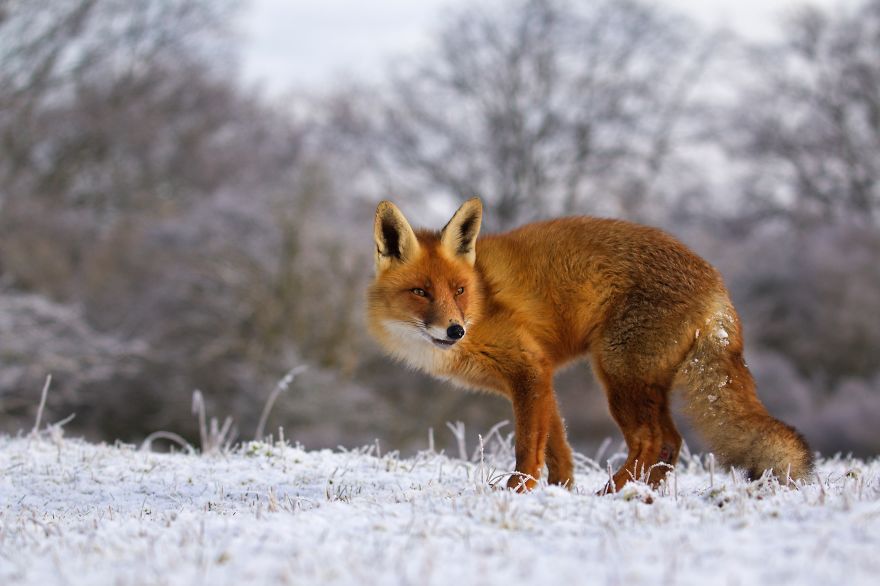 The Dune Foxes Of The Netherlands The Dune Foxes Of The Netherlands