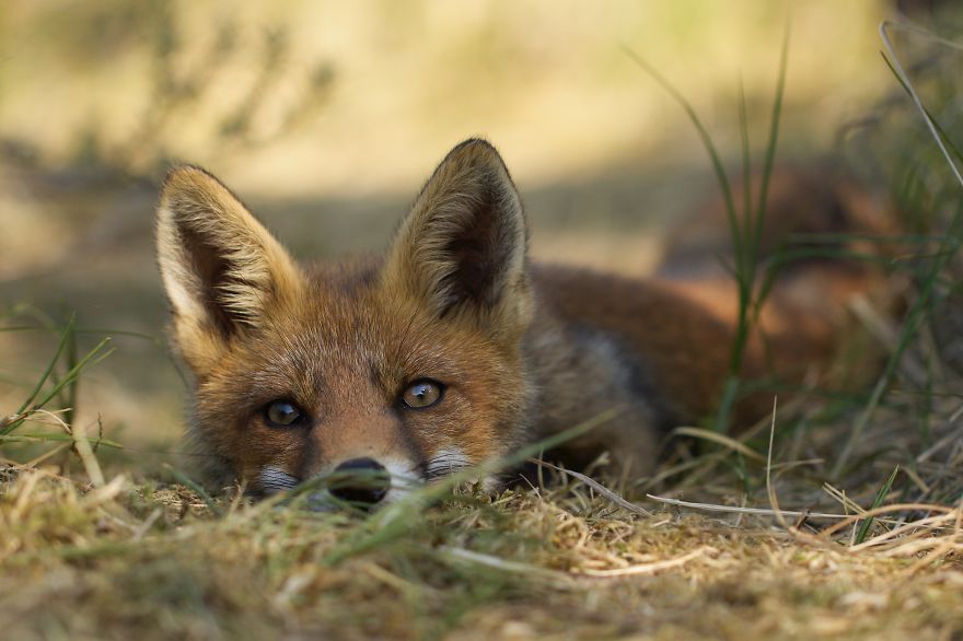 The Dune Foxes Of The Netherlands The Dune Foxes Of The Netherlands