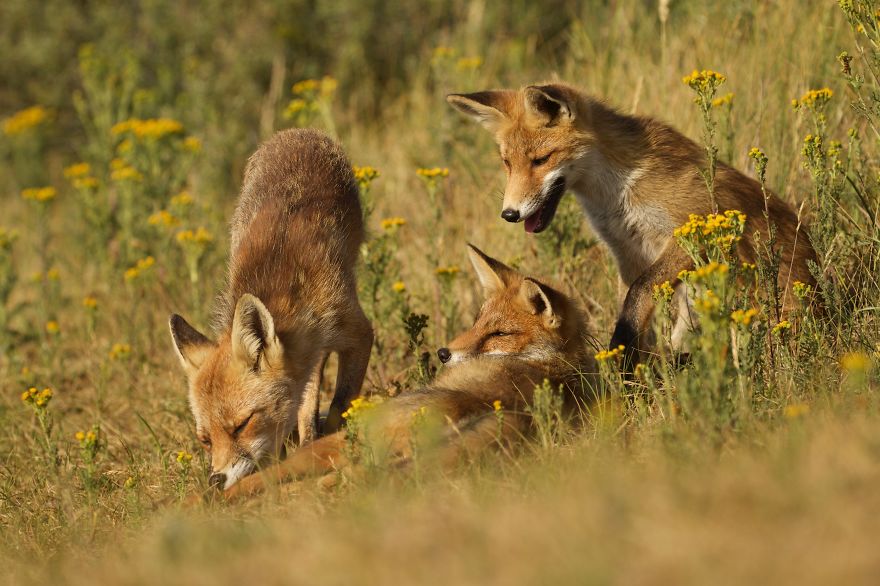 The Dune Foxes Of The Netherlands The Dune Foxes Of The Netherlands