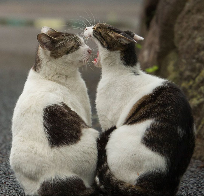 Japanese Photographer Documents The Many Faces of Tokyo’s Stray Cats (47 Pics) Japanese Photographer Documents The Many Faces of Tokyo’s Stray Cats (47 Pics)