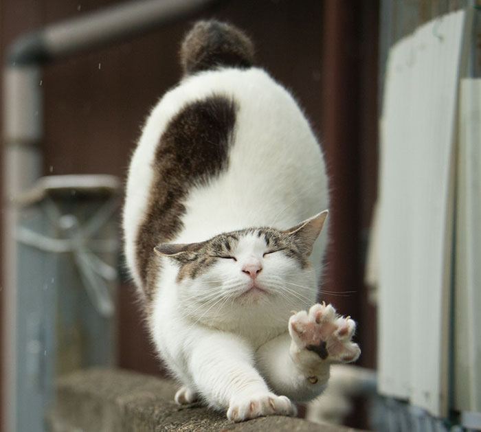 Japanese Photographer Documents The Many Faces of Tokyo’s Stray Cats (47 Pics) Japanese Photographer Documents The Many Faces of Tokyo’s Stray Cats (47 Pics)