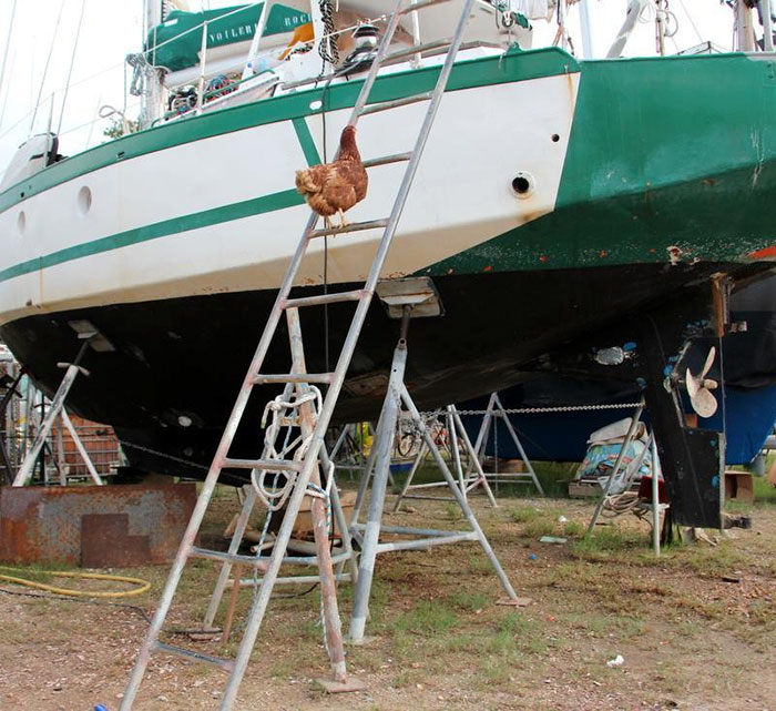 Chicken Sails Around The World With Her Human Friend