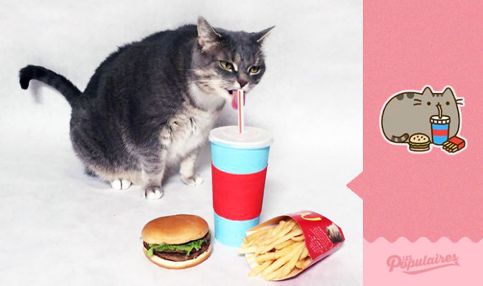 I Recreated Pusheen Stickers With My Cat (13 Pics) I Recreated Pusheen Stickers With My Cat (13 Pics)