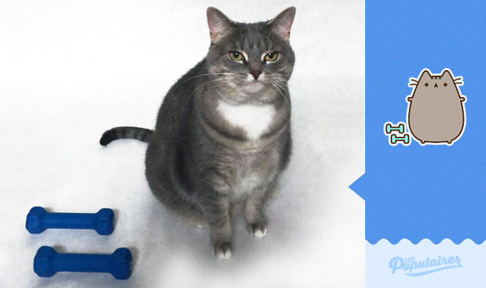 I Recreated Pusheen Stickers With My Cat (13 Pics) I Recreated Pusheen Stickers With My Cat (13 Pics)