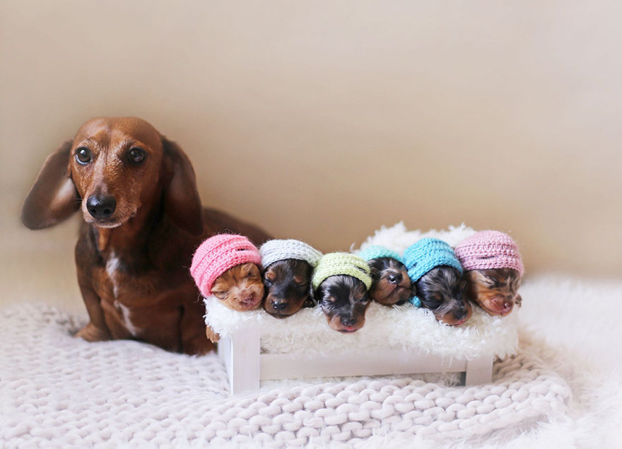 Proud Sausage Dog Poses With Her 6 Tiny Sausages For Maternity Photoshoot Proud Sausage Dog Poses With Her 6 Tiny Sausages For Maternity Photoshoot