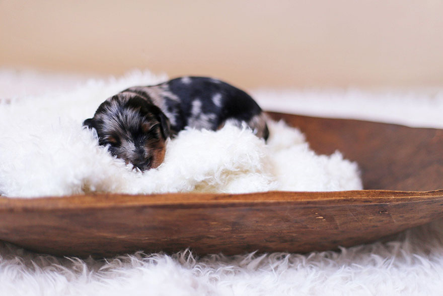 Proud Sausage Dog Poses With Her 6 Tiny Sausages For Maternity Photoshoot Proud Sausage Dog Poses With Her 6 Tiny Sausages For Maternity Photoshoot