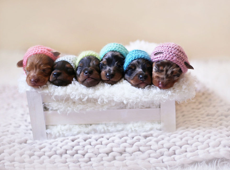 Proud Sausage Dog Poses With Her 6 Tiny Sausages For Maternity Photoshoot Proud Sausage Dog Poses With Her 6 Tiny Sausages For Maternity Photoshoot