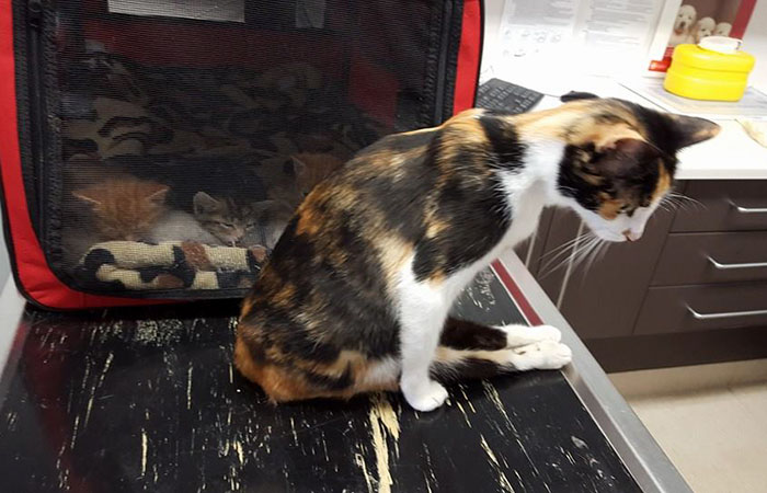 Paralyzed Cat Drags Herself To The Spot She Left Her Kittens After Neighbor Tried To Kill Her Paralyzed Cat Drags Herself To The Spot She Left Her Kittens After Neighbor Tried To Kill Her