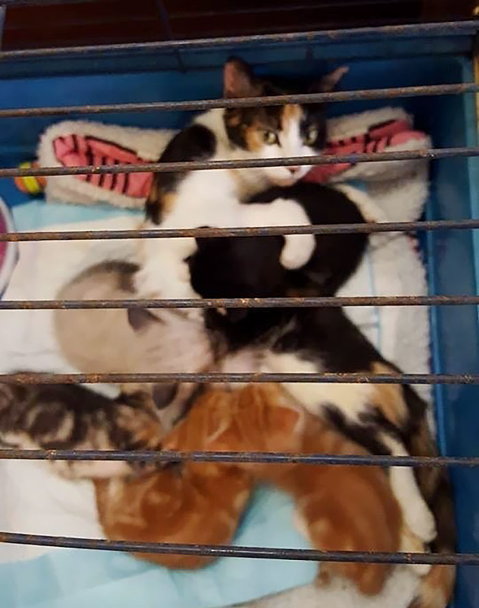 Paralyzed Cat Drags Herself To The Spot She Left Her Kittens After Neighbor Tried To Kill Her Paralyzed Cat Drags Herself To The Spot She Left Her Kittens After Neighbor Tried To Kill Her