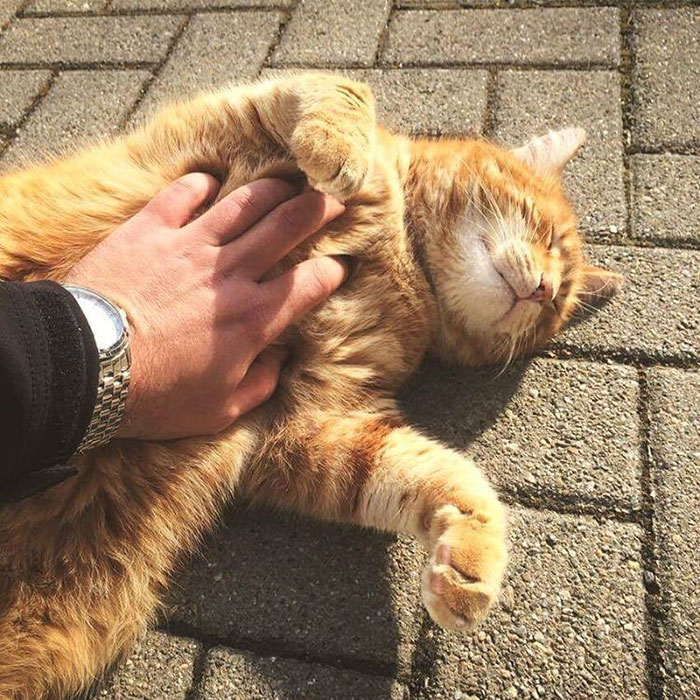 This Cat Comes To University Every Day To Help Students With Cuddles This Cat Comes To University Every Day To Help Students With Cuddles