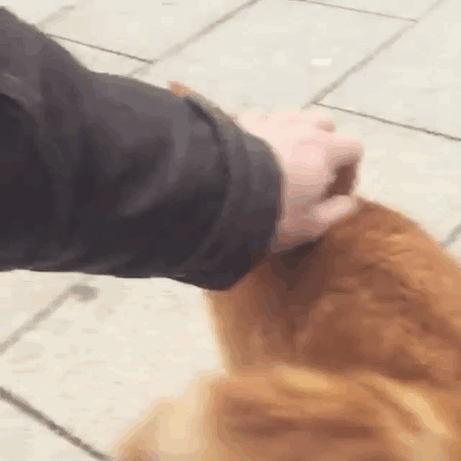 This Cat Comes To University Every Day To Help Students With Cuddles This Cat Comes To University Every Day To Help Students With Cuddles