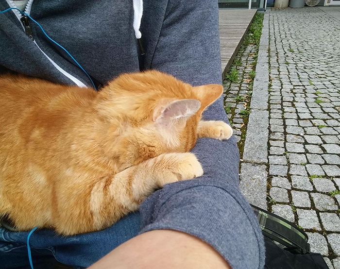 This Cat Comes To University Every Day To Help Students With Cuddles This Cat Comes To University Every Day To Help Students With Cuddles