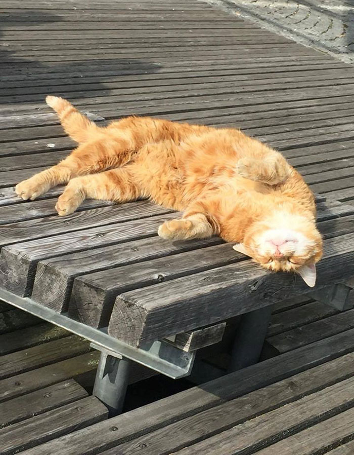 This Cat Comes To University Every Day To Help Students With Cuddles This Cat Comes To University Every Day To Help Students With Cuddles