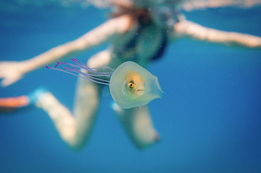 Fish Trapped Inside A Jellyfish Captured In A One In A Million Shot Fish Trapped Inside A Jellyfish Captured In A One In A Million Shot