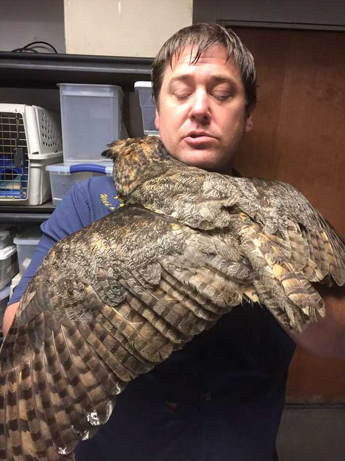 Owl Recognizes The Man Who Saved Her, Gives Him The Most Heartfelt Hug Owl Recognizes The Man Who Saved Her, Gives Him The Most Heartfelt Hug