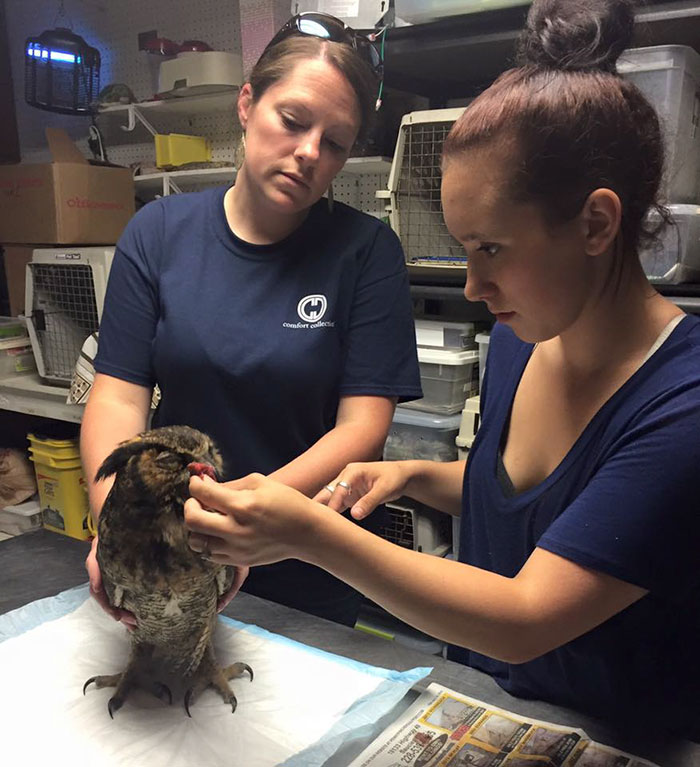 Owl Recognizes The Man Who Saved Her, Gives Him The Most Heartfelt Hug Owl Recognizes The Man Who Saved Her, Gives Him The Most Heartfelt Hug