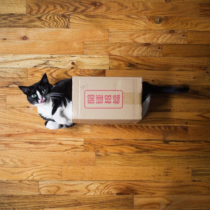 Escaping Reality With Princess Cheeto Escaping Reality With Princess Cheeto