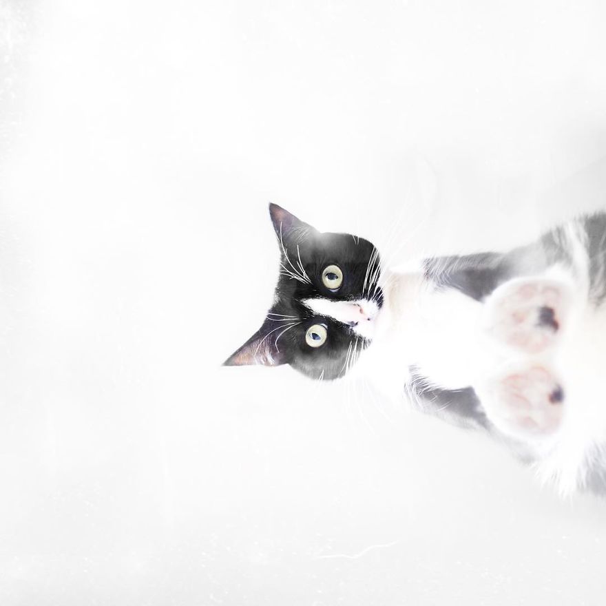 Escaping Reality With Princess Cheeto Escaping Reality With Princess Cheeto