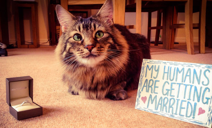 70 Of The Most Creative Engagement Announcements Ever