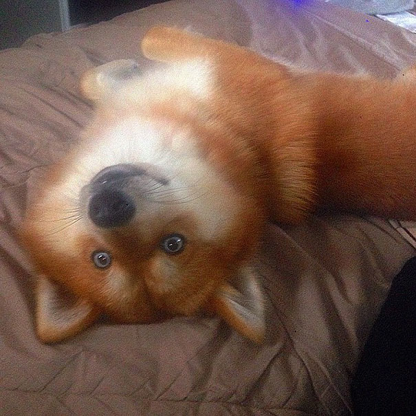 Meet Fox Dog, A Pomeranian-Husky Mix (12 Pics) Meet Fox Dog, A Pomeranian-Husky Mix (12 Pics)