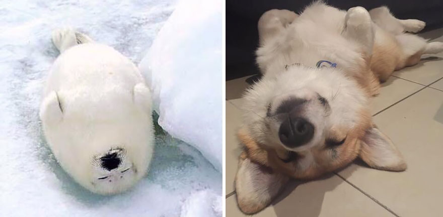 Seals Are Actually Ocean Puppies (40 Pics) Seals Are Actually Ocean Puppies (40 Pics)
