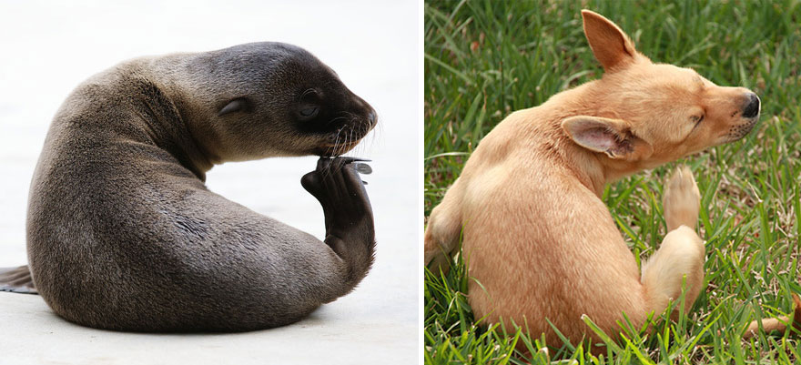 Seals Are Actually Ocean Puppies (40 Pics) Seals Are Actually Ocean Puppies (40 Pics)