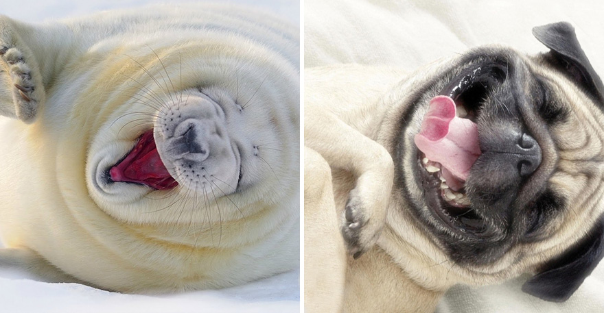 Seals Are Actually Ocean Puppies (40 Pics) Seals Are Actually Ocean Puppies (40 Pics)
