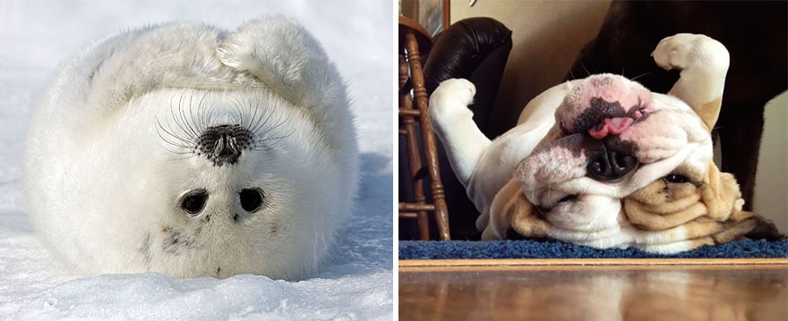 Seals Are Actually Ocean Puppies (40 Pics) Seals Are Actually Ocean Puppies (40 Pics)