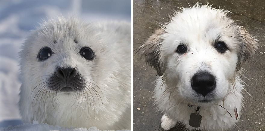 Seals Are Actually Ocean Puppies (40 Pics) Seals Are Actually Ocean Puppies (40 Pics)