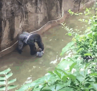 New Video Reveals Gorilla Was Holding Hands With Boy Before Being Shot New Video Reveals Gorilla Was Holding Hands With Boy Before Being Shot