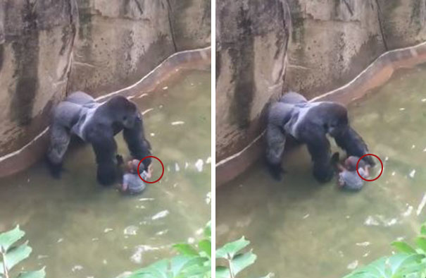 New Video Reveals Gorilla Was Holding Hands With Boy Before Being Shot New Video Reveals Gorilla Was Holding Hands With Boy Before Being Shot