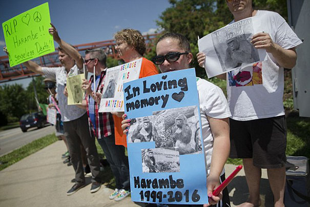 New Video Reveals Gorilla Was Holding Hands With Boy Before Being Shot New Video Reveals Gorilla Was Holding Hands With Boy Before Being Shot