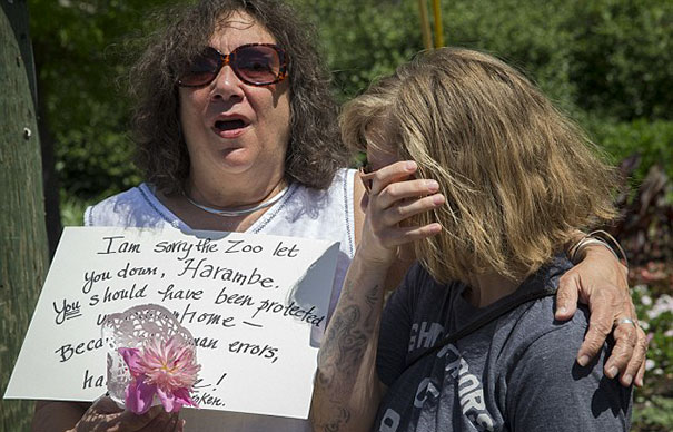 New Video Reveals Gorilla Was Holding Hands With Boy Before Being Shot New Video Reveals Gorilla Was Holding Hands With Boy Before Being Shot