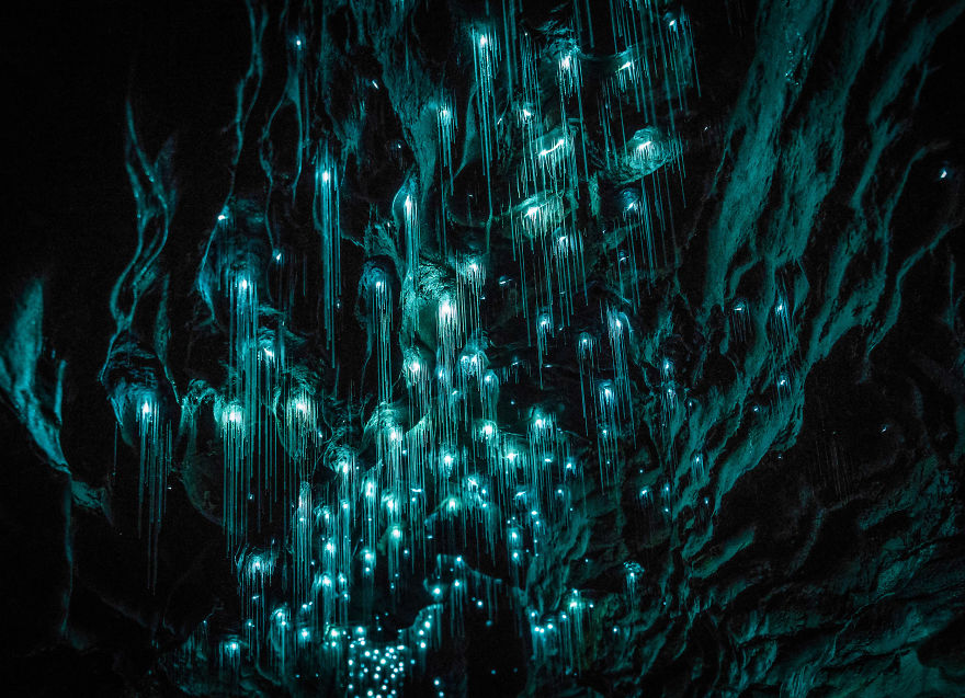 Glow Worms Turn New Zealand Cave Into Starry Night And I Spent Past Year Photographing It Glow Worms Turn New Zealand Cave Into Starry Night And I Spent Past Year Photographing It