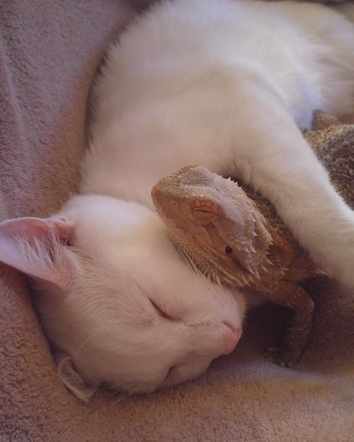 Dragon And Cat Become Two Unlikely Best Friends