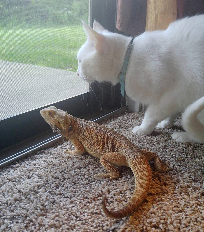Dragon And Cat Become Two Unlikely Best Friends