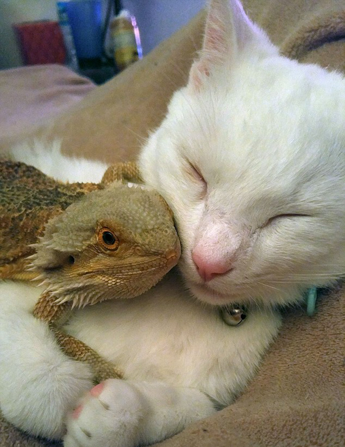Dragon And Cat Become Two Unlikely Best Friends