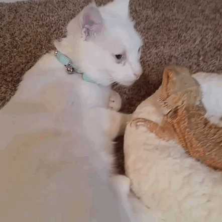 Dragon And Cat Become Two Unlikely Best Friends