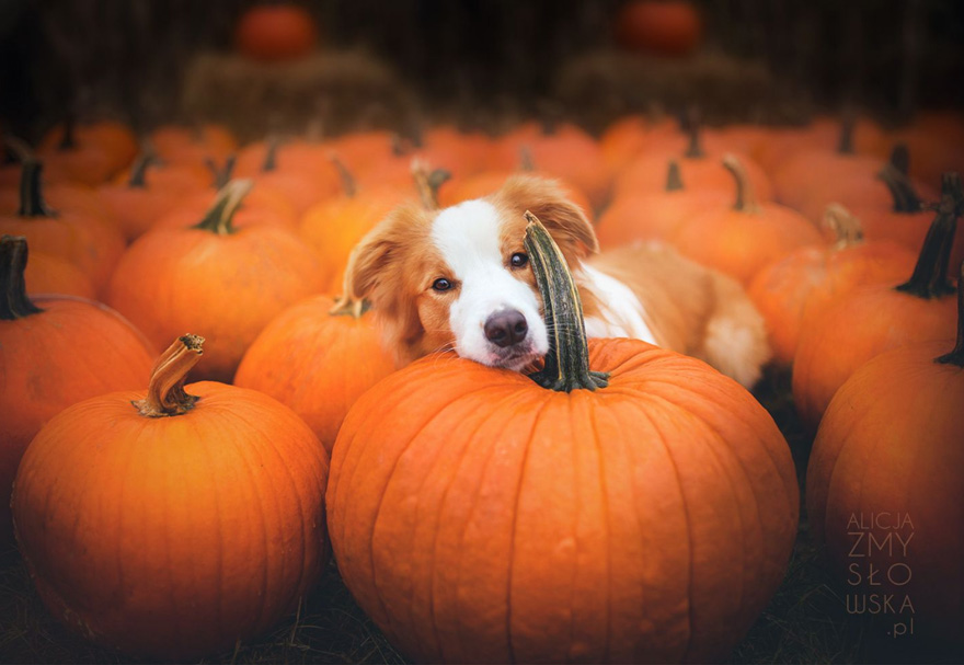 This Polish Photographer Takes The Most Beautiful Dog Photos Ever (13 Pics) This Polish Photographer Takes The Most Beautiful Dog Photos Ever (13 Pics)
