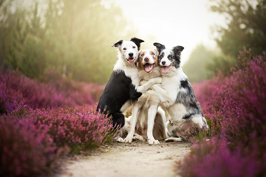 This Polish Photographer Takes The Most Beautiful Dog Photos Ever (13 Pics) This Polish Photographer Takes The Most Beautiful Dog Photos Ever (13 Pics)