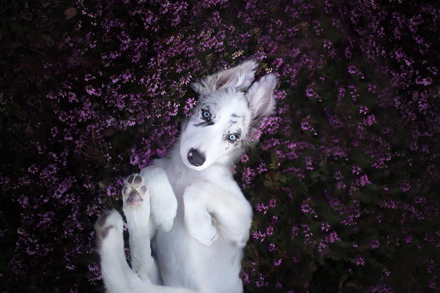 This Polish Photographer Takes The Most Beautiful Dog Photos Ever (13 Pics) This Polish Photographer Takes The Most Beautiful Dog Photos Ever (13 Pics)