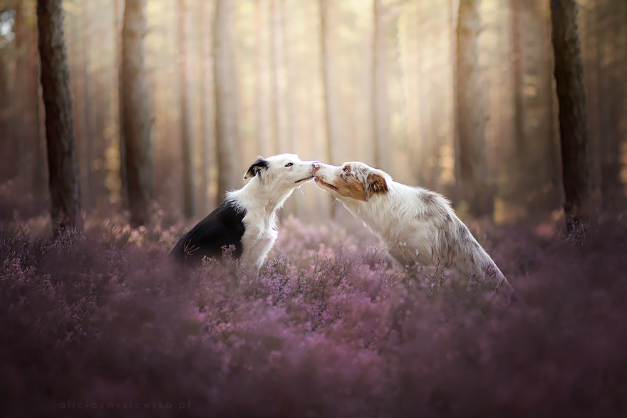This Polish Photographer Takes The Most Beautiful Dog Photos Ever (13 Pics) This Polish Photographer Takes The Most Beautiful Dog Photos Ever (13 Pics)
