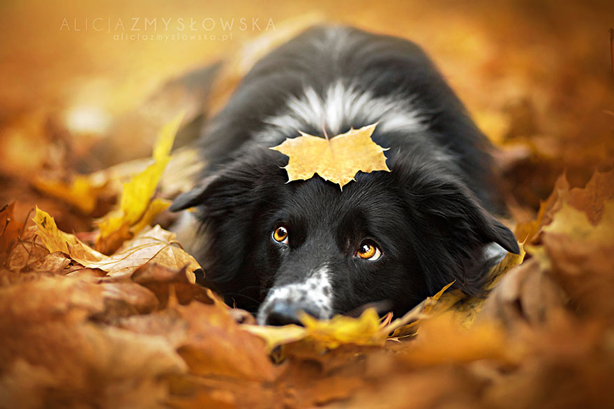 This Polish Photographer Takes The Most Beautiful Dog Photos Ever (13 Pics) This Polish Photographer Takes The Most Beautiful Dog Photos Ever (13 Pics)