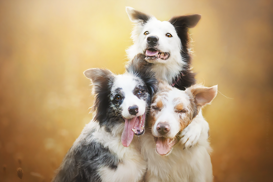 This Polish Photographer Takes The Most Beautiful Dog Photos Ever (13 Pics) This Polish Photographer Takes The Most Beautiful Dog Photos Ever (13 Pics)