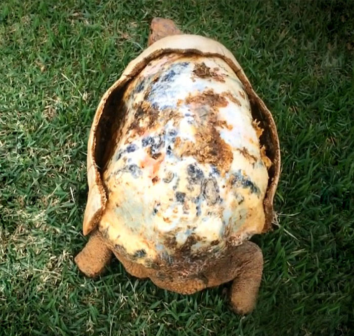 Injured Tortoise Receives World’s First 3D Printed Shell Injured Tortoise Receives World’s First 3D Printed Shell
